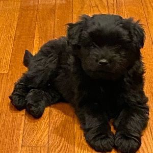 Meet your Posher, Nelly